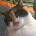 member face