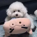 member face