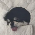 member face