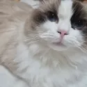 member face