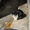member face