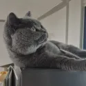 member face