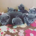 member face