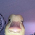 member face