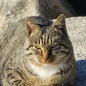 member face