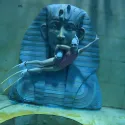 member face