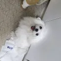 member face
