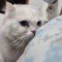 member face