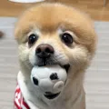 member face