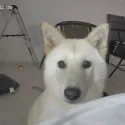 member face