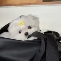 member face
