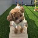 member face