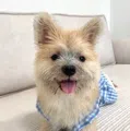 member face
