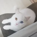 member face