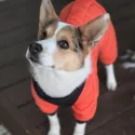 member face