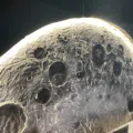 member face