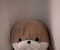 member face