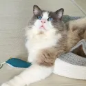 member face