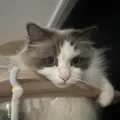 member face