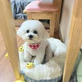 member face