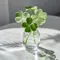 member face