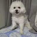 member face