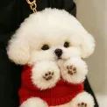 member face
