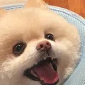 member face