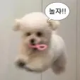 member face