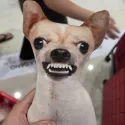 member face