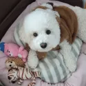 member face