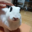 member face