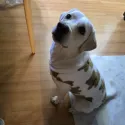 member face