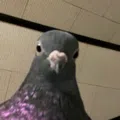 member face