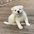 member face