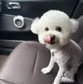 member face