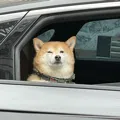 member face