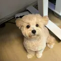 member face