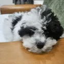 member face