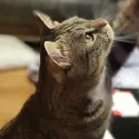 member face