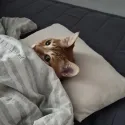 member face