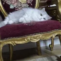 member face