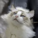 member face