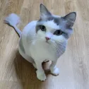 member face