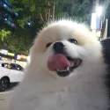 member face