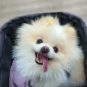 member face