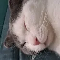 member face