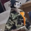 member face
