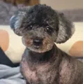member face