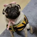 member face